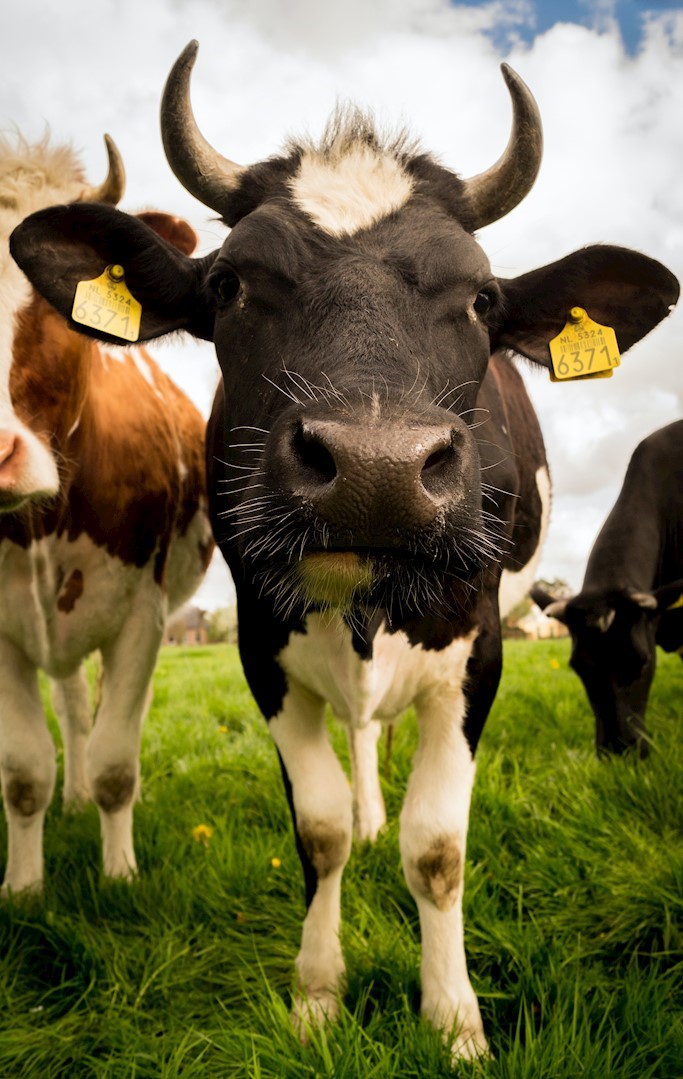 Cows drink more of better and cleaner water